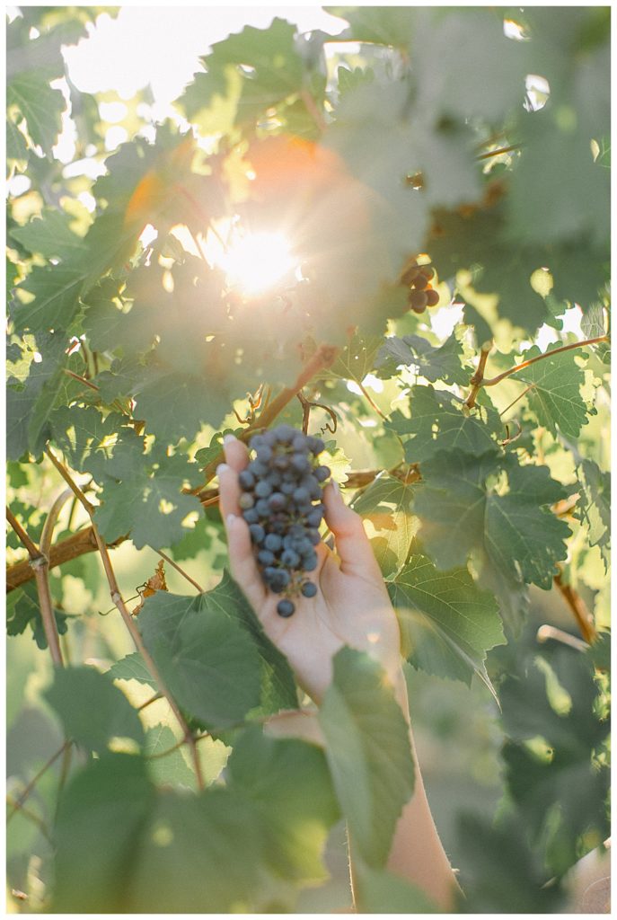 woman's hand picking grapes